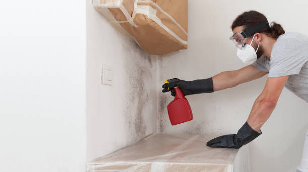 Professional Attic Mold Removal technician working in Wayland, MA